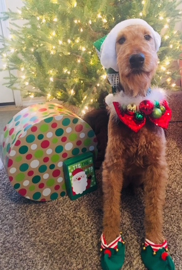 Wishing you a Merry Christmas and a “Yappy” New Year!